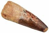 Fossil Spinosaurus Tooth - Huge Dinosaur Tooth #254842-1